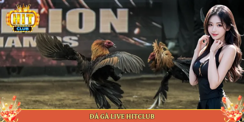 Đá gà live Hitclub