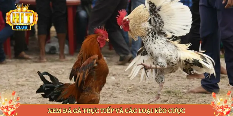 Xem Đá Gà Trực Tiếp Và Các Loại Kèo Cược