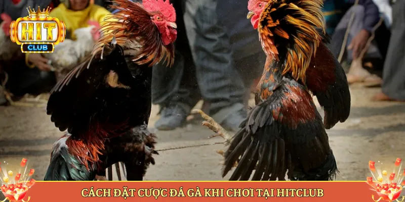 Cách Đặt Cược Đá Gà Khi Chơi Tại Hitclub